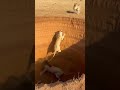 Leao tenta ajudar #animals