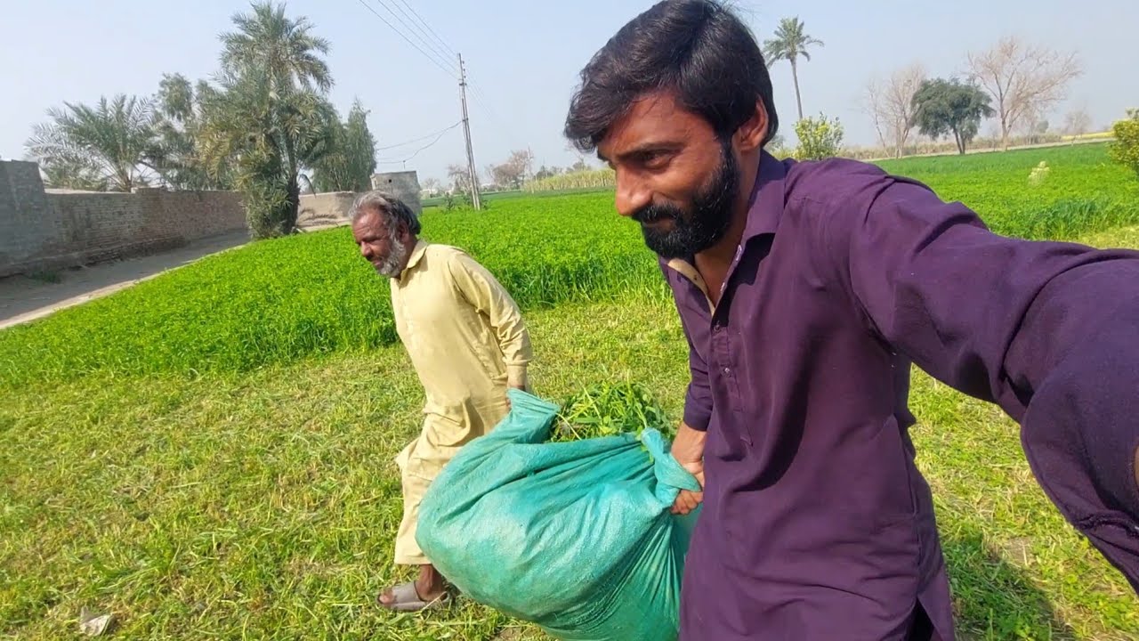 Asal Gaon Ki Zindagi 🏡 | Sabz Khet Aur Sada Log 💚🌾 Village life [ Adnan VlogS ]