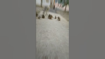 patli kamariya bola hi hi#viral#short#monkey#shorts#monkeyvideo#trending#status
