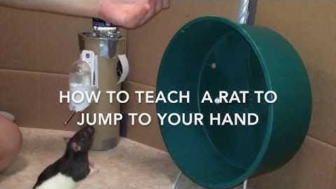 How to Train A Rat to Jump to Your Hand