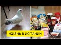 ЖИЗНЬ В ИСПАНИИ. Мокрая голубка грязнее чем сухая) Каких продуктов не хватает русским иммигрантам.