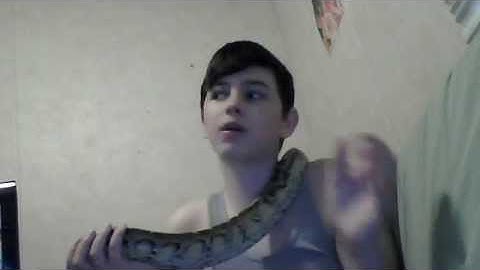 Meet Marrone My New Borneo Short Tail Python