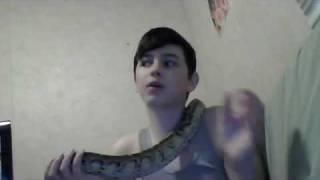 Meet Marrone My New Borneo Short Tail Python