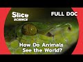 How do animals see the world  slice science  full documentary