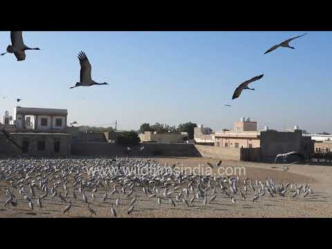 Demoiselle Cranes congregate at Khichan in Rajasthan