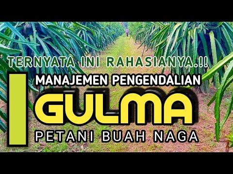 Video: Pengendalian Gulma