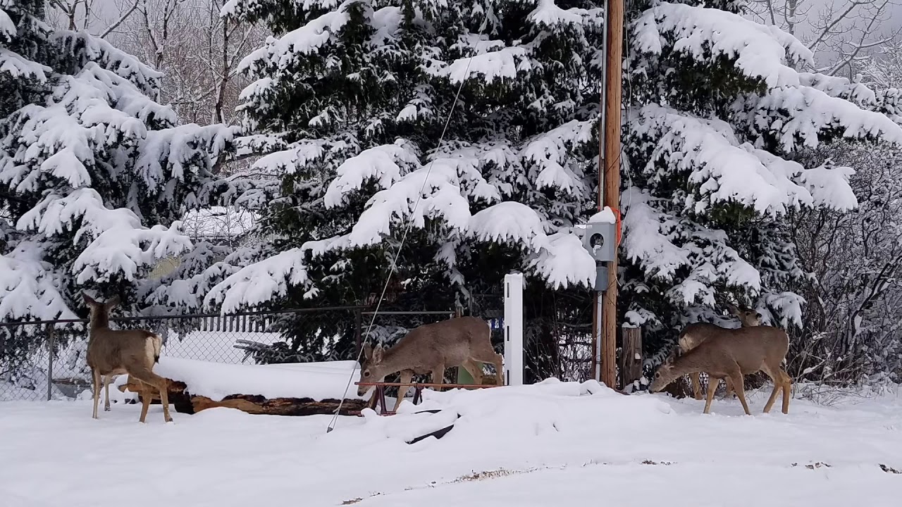 4 year anniversary video!