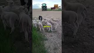 Çoban Köpeklerinin Doğuştan Gelen Gücü