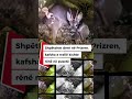 Shpëtohet dreri në Prizren, kafsha e rrallë kishte rënë në pusetë
