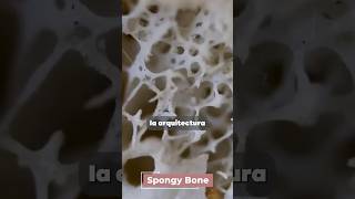 Las 4 partes del sistema linfático Las 4 partes del sistema linfático