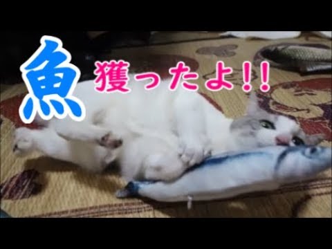 けりぐるみの魚に大興奮の猫 どるちゃん Youtube