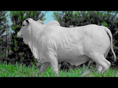 LOTE 27 NJMP 15192