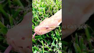 “How to Handle a Giant Burmese Python Without Losing Control!