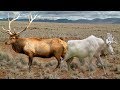 Elk M ating In Love And Playing Around The World