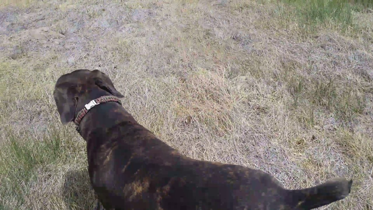 Boerboel Odi part 2 day 5 of his recovery