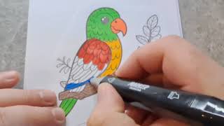 PARROT COLORING Colorful Parrot Bird Coloring Pages for Kids