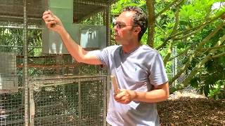 Secret To Breed Parrots  Expert Advice #breeding #birds