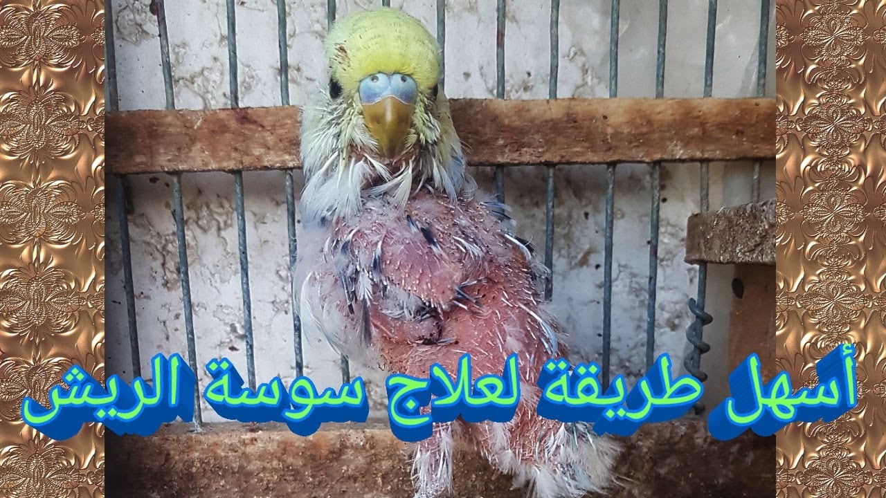 اسهل طريقة لعلاج سوسة الريش