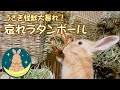 うさぎ怪獣大暴れ！　哀れラタンボール [#34]