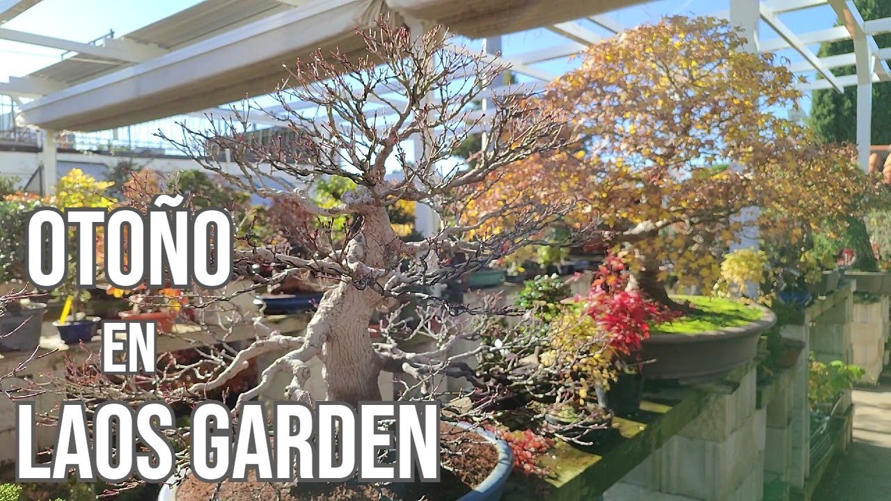 ulmus parvifolia bonsai Catlin Chinese Elm -Ulmus parvifolia – Bella Bonsai Nursery main image 0