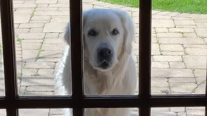14-Year-Old Golden Retriever Brings Surprises to Neighbors Every Day | The Dodo - DayDayNews