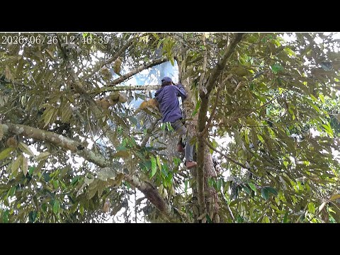 PINAS2026!PAPA’S FARM VISIT,NANGUHA NG DURIAN..TININGNAN NA DIN ANG TANIM NIA NA CASSAVA #vacation
