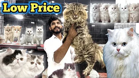 Video 11856861: persian cat long hair, cat breed, cat kitten