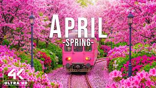 April 2026 – Spring Flowers 4K 🌸 Floral Wonderland, Cherry Blossoms and Peaceful Mornin