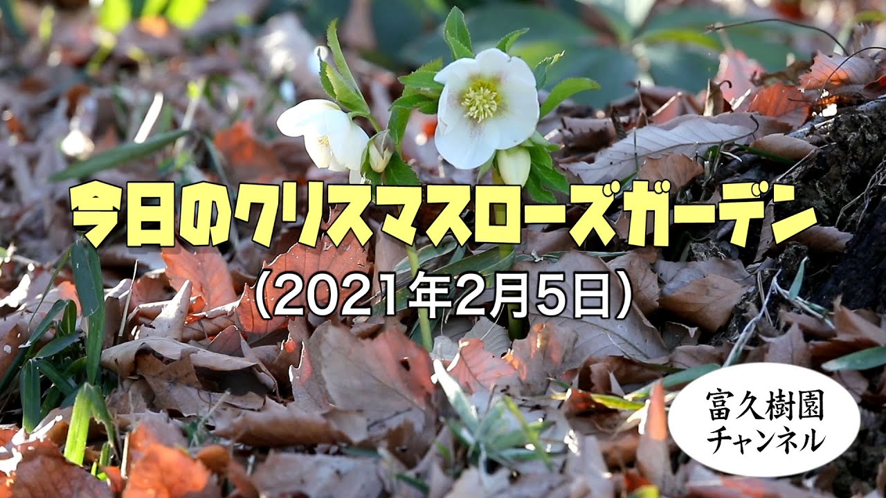 今日の高崎クリスマスローズガーデン 21年2月5日 ー富久樹園チャンネルー Youtube 今日の高崎クリスマスローズガーデン 21年2月5日 ー富久樹園チャンネルー Youtube