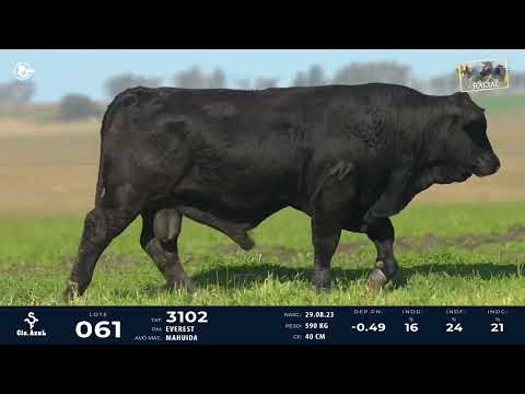 LOTE 61   TAT 3102 M Brangus