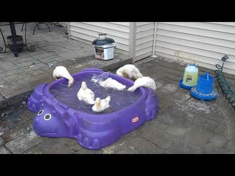 Suicidal ducks try to drown themselves in kitty pool