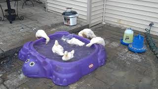 Suicidal ducks try to drown themselves in kitty pool