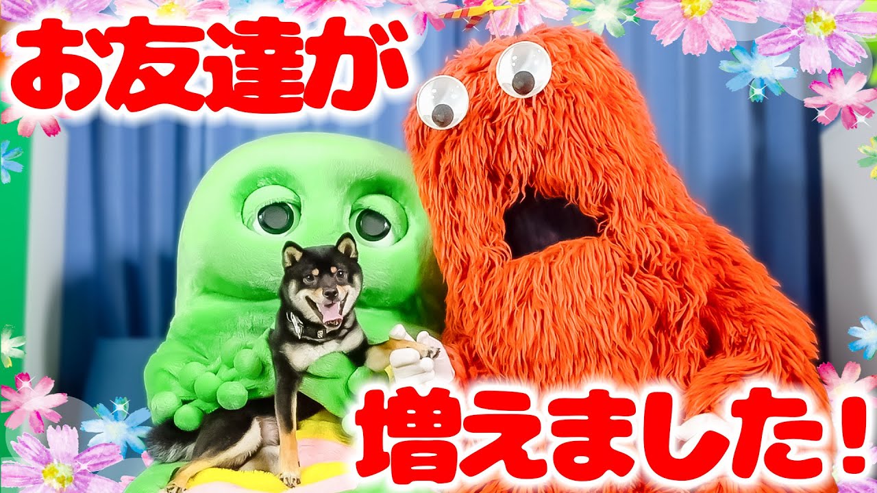 新しいお友達を紹介します♪黒豆柴のゆずですっ！みんな仲良くしてね♫