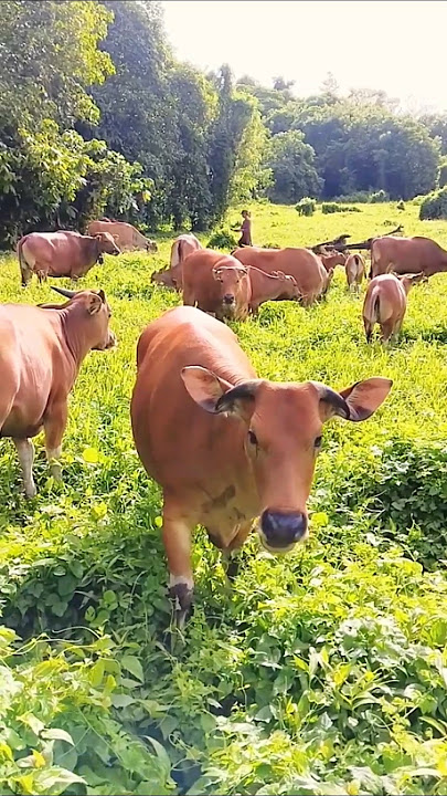 Letting the cows loose in the forest without any rope #cow #wildcow #cattlefarming