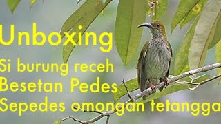 Unboxing  Burung Besetan Pedes  Pijantung Gunung