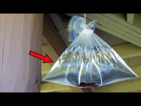 Βίντεο: Μύγες στο διαμέρισμα (23 φωτογραφίες): πώς να απαλλαγείτε; Πόσο καιρό ζουν και πώς εμφανίζονται οι κοινές μύγες; Τι σημαίνει να τα αντιμετωπίσεις και πώς να τα πιάσεις γρήγορα