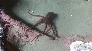 giant pacific octopus spotted in a sea cave