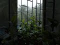 "Nature of rain..#nature #peace #youtubeshorts