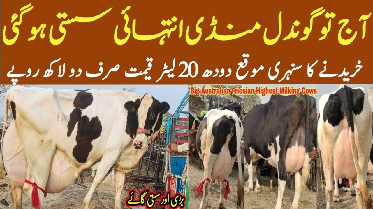 Low and high Prices Mix Milking Cows on Gondal Mandi Attock!cowsale 