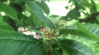 Mespilus Germanica, Common Medlar Muşmula, Beşbıyık, Ezgil, Döngel, Ezgil, Gelinboğan, Töngel Img 0