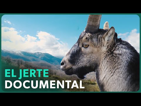 Valle del Jerte: El Despertar de la Primavera y La Vida Salvaje 🌸💧