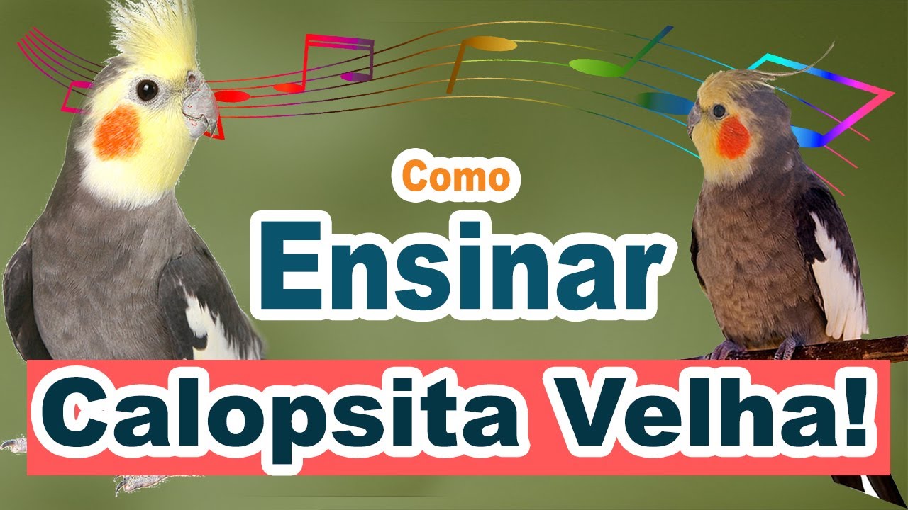 Como ensinar Calopsita velha a falar - Como fazer Calopsita velha ...