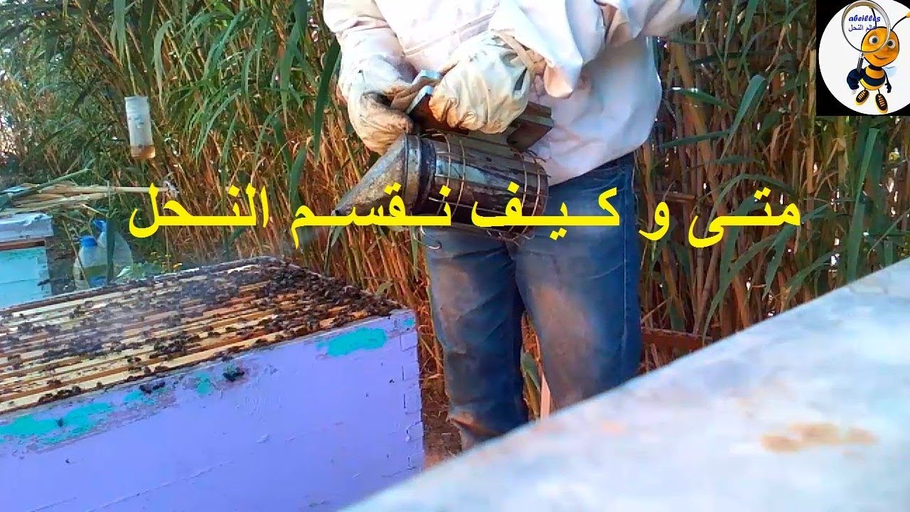 متــــــى وكــيــــف نـــقسم النـــحل تربيـــة النــحل للمبتدئيــــن
