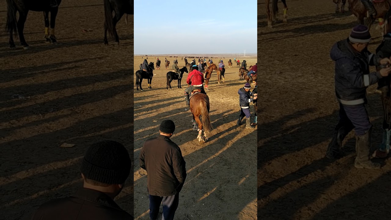 Көкпардың аты.Көкпар шабатын ал 🔥 ЗОЛОТОЙ🔥. Көкпар аты.Қазақтың жылқысы.