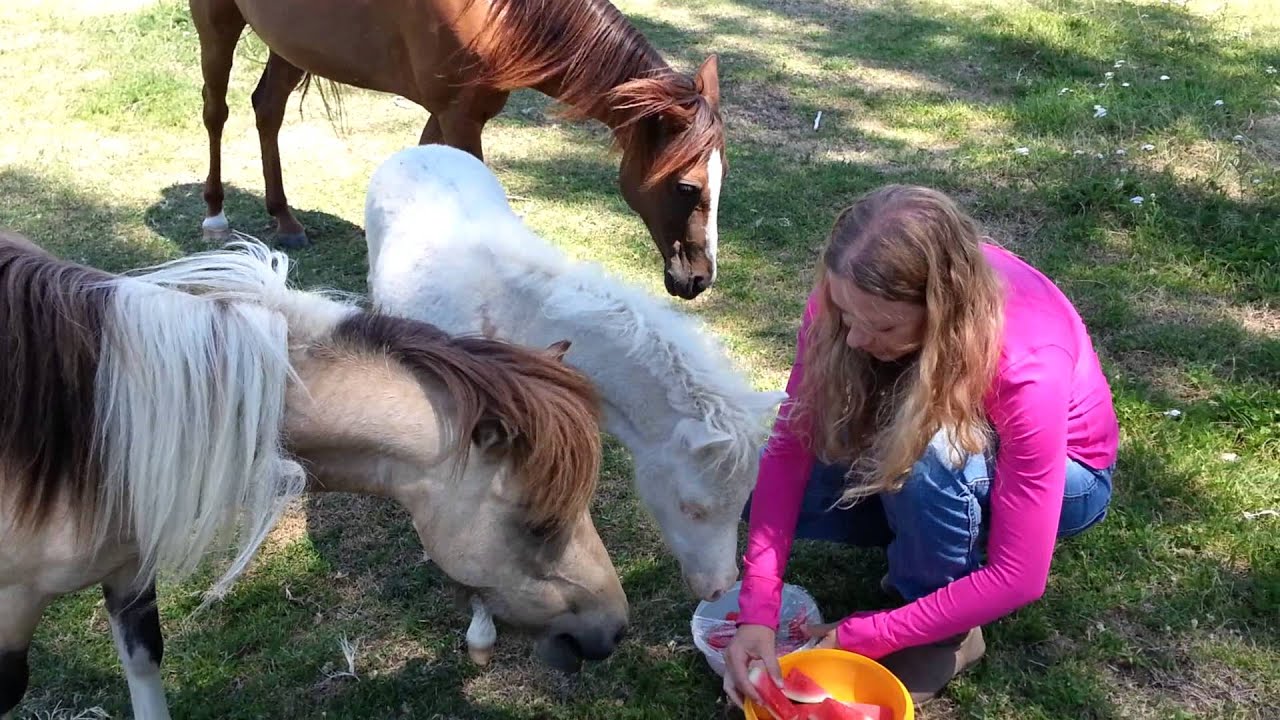 Too many horses, not enough watermelon. YouTube