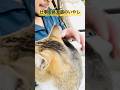 仕事を終え猫のいやし#rahmanom#Rahman Om#cat#ネコ#野良猫 #cuteanimals