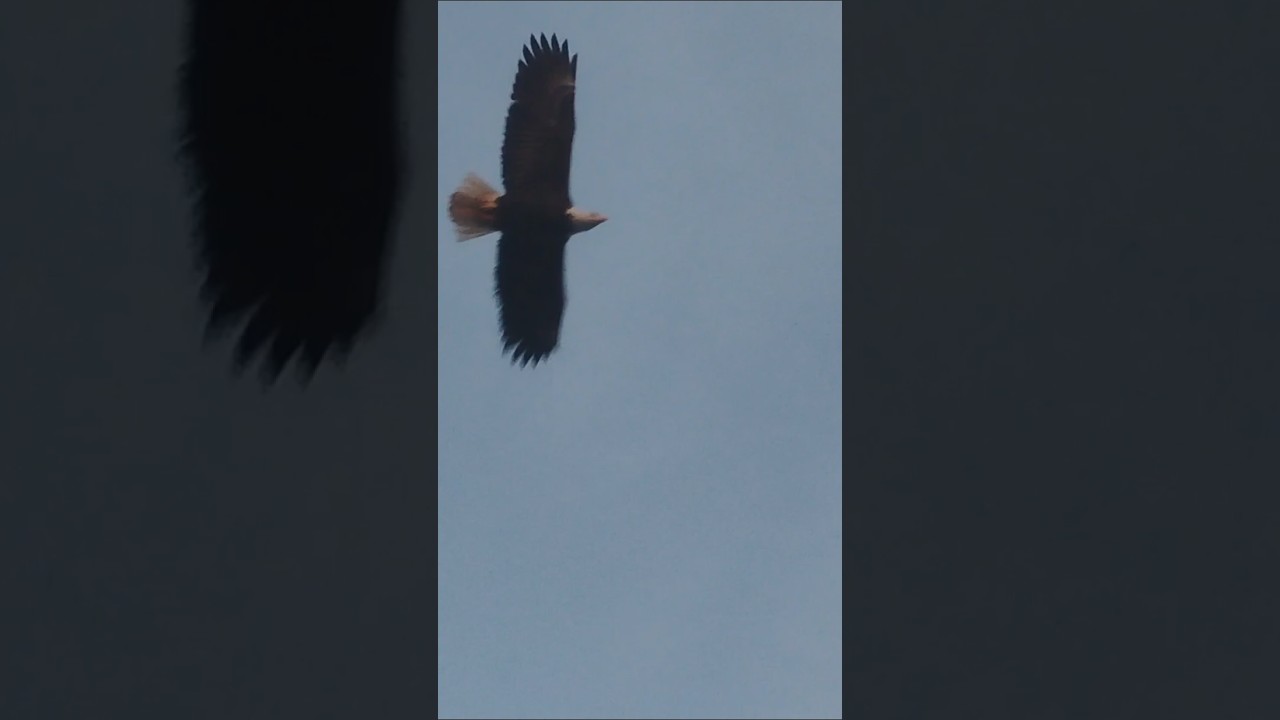 eagle 🦅 flying off #downtown #eagleflying #waterfront