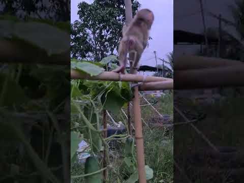 Chip Baby Monkey see the beautiful sunset