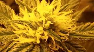 Mr. P. ShareGrow-8wk cycle Flower and Challenge