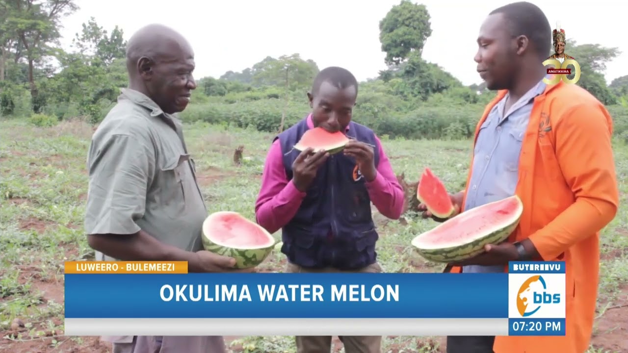 Ayagala okufuna Obugagga mu kulima Watermelon kola bino